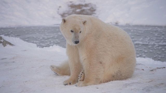 北極熊體重不減反增？｜挪威研究揭物種意外適應氣候變化｜即睇背後原因