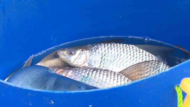 時事多面睇｜船灣淡水湖孕育優質水產價值高　為漁夫升級轉型作參考？
