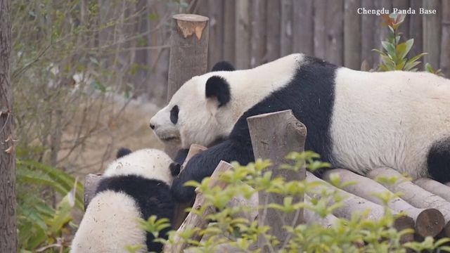 China research centre releases footage of panda cub behavior