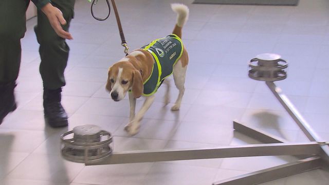 無綫新聞 TVB News