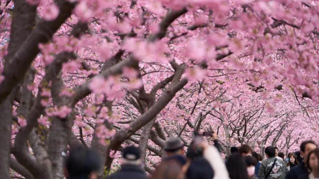 遊客湧入居民住宅變公廁垃圾滿街　日本富士山城取消持續十年櫻花祭｜延伸閱讀