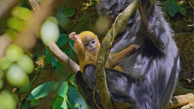 無綫新聞 TVB News