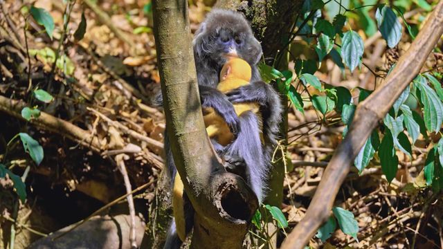 無綫新聞 TVB News