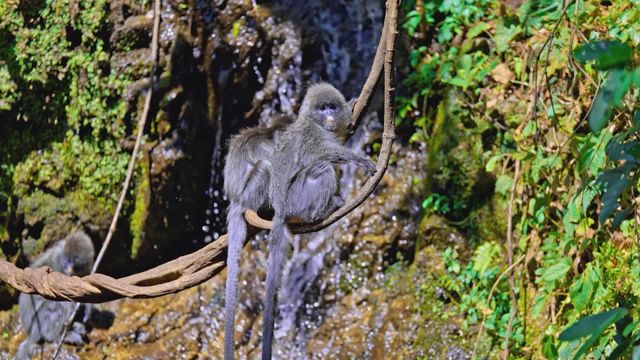 無綫新聞 TVB News