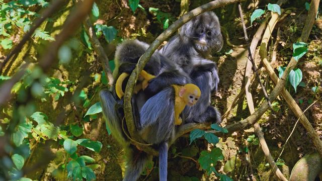 無綫新聞 TVB News