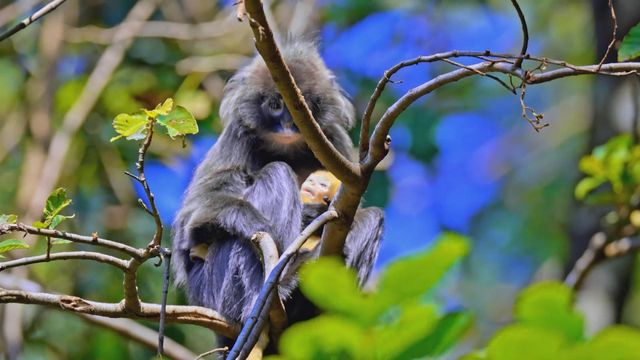 無綫新聞 TVB News