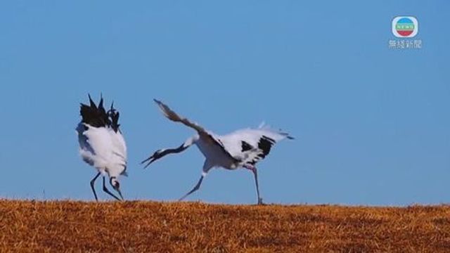 無綫新聞 TVB News