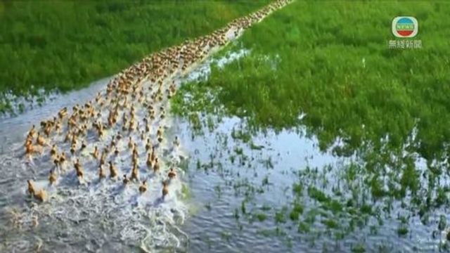 無綫新聞 TVB News