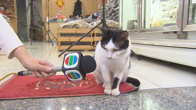 古埃及貓神傳奇：為何崇拜持續千年？｜探古尋源‧延伸閱讀 