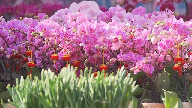 無綫新聞 TVB News