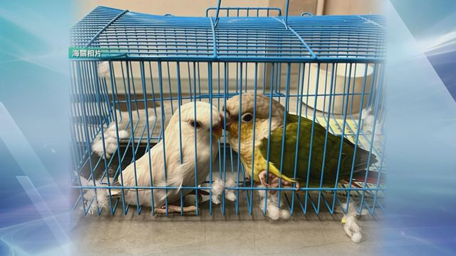 海關深圳灣管制站檢獲兩隻非法進口疑屬受管制瀕危活雀鳥