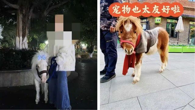 內地馬年掀養馬熱　「小馬寶莉」身價五千元　飼養每天僅需五元？｜業界揭真相