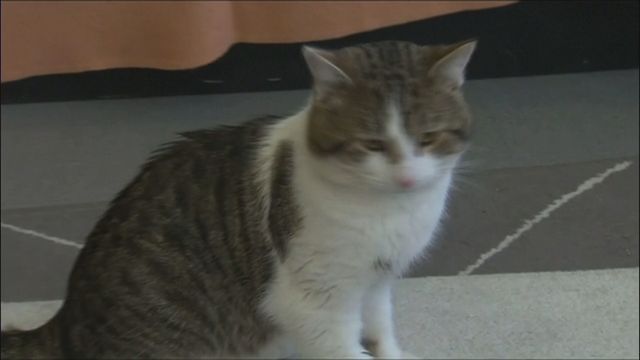 Larry the cat celebrates 15 years as Downing Street staff