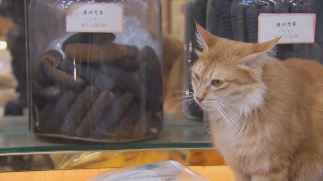 無綫新聞 TVB News