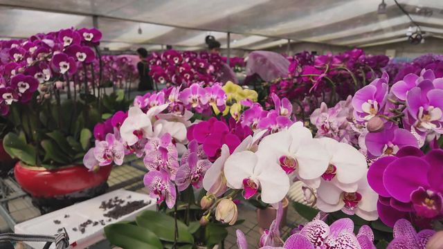 時事多面睇｜內地花商偷運蘭花到港　議員倡當局加強抽查