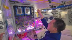 Chinese astronauts to expand in-orbit menu with space-grown tomatoes