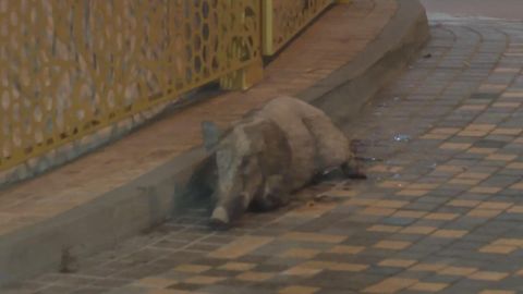 Wild boar charges into Wu Kai Sha MTR station, injures at least 3 people