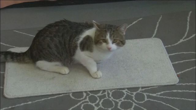 無綫新聞 TVB News