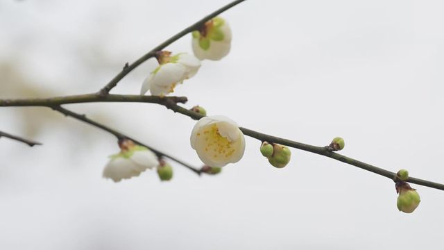 無綫新聞 TVB News