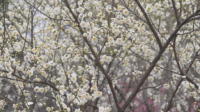 無綫新聞 TVB News