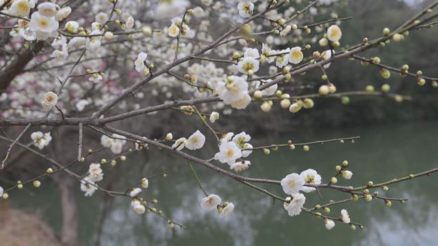 無綫新聞 TVB News