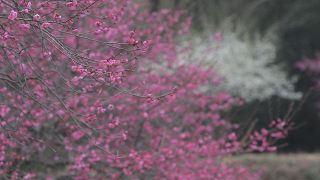 無綫新聞 TVB News