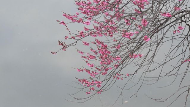 無綫新聞 TVB News