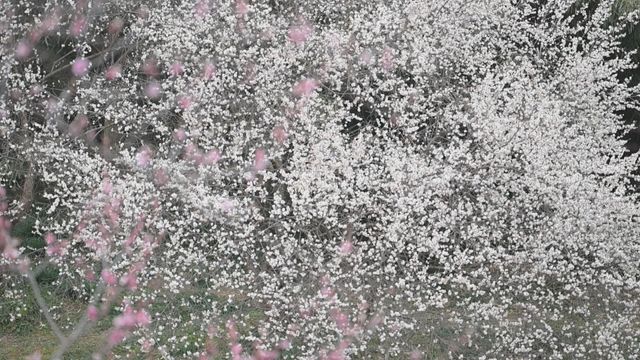 無綫新聞 TVB News