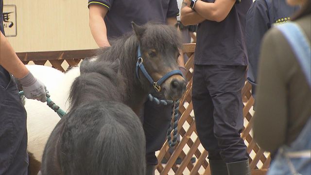 無綫新聞 TVB News