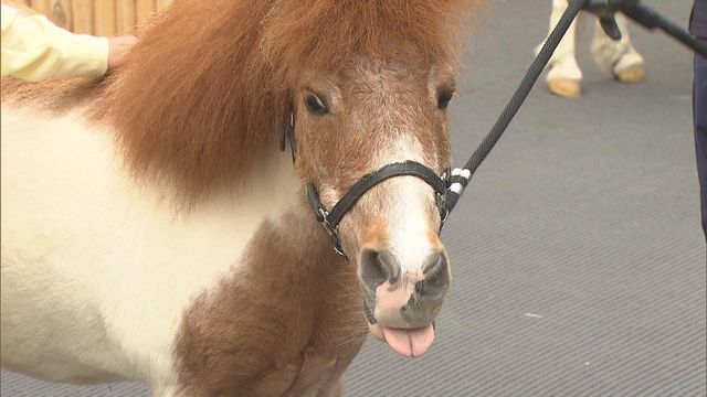 無綫新聞 TVB News