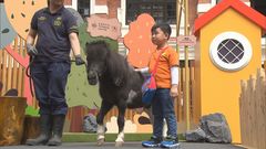 Ponies on Parade at Tai Kwun features Shetland ponies