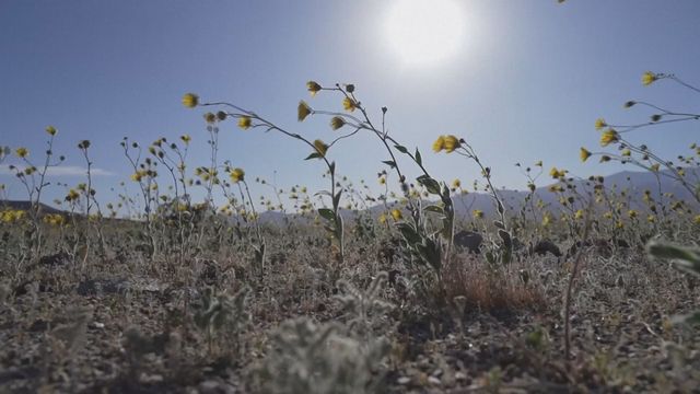 Rare superbloom in Death Valley