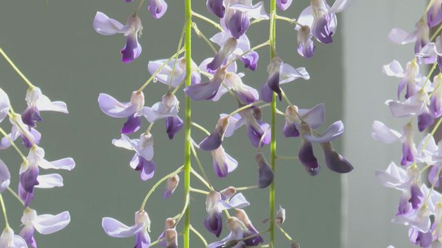 無綫新聞 TVB News 無綫新聞 TVB News