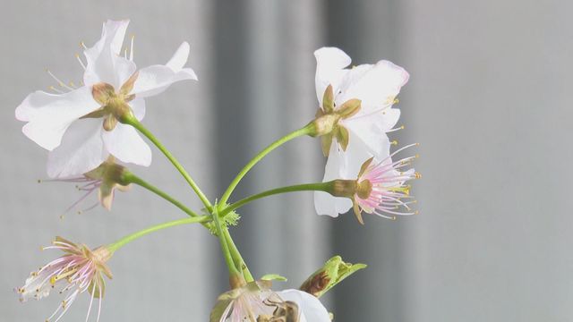 無綫新聞 TVB News 無綫新聞 TVB News