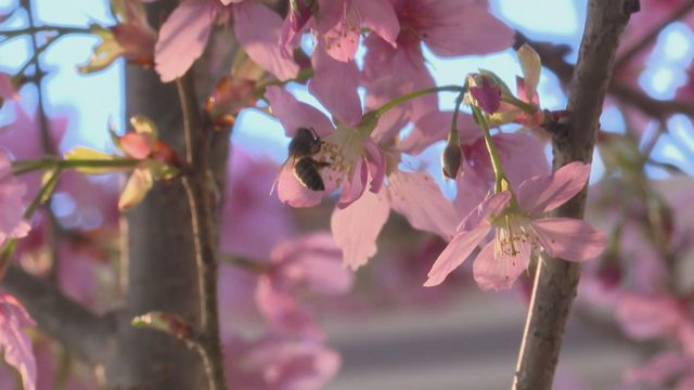 無綫新聞 TVB News 無綫新聞 TVB News