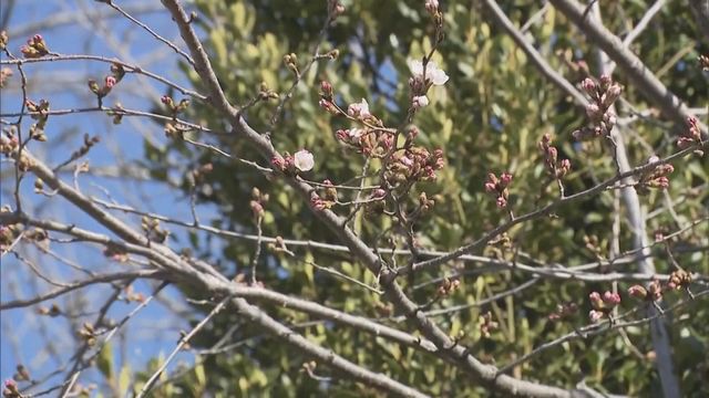 無綫新聞 TVB News