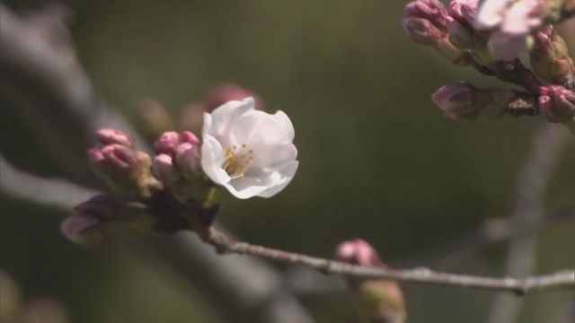 無綫新聞 TVB News