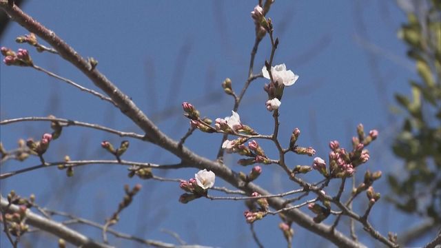 無綫新聞 TVB News