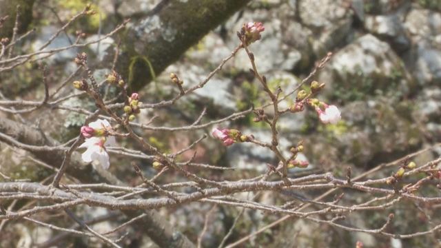 無綫新聞 TVB News