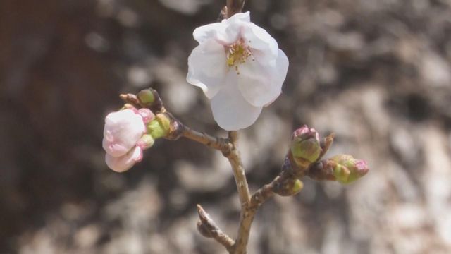 無綫新聞 TVB News