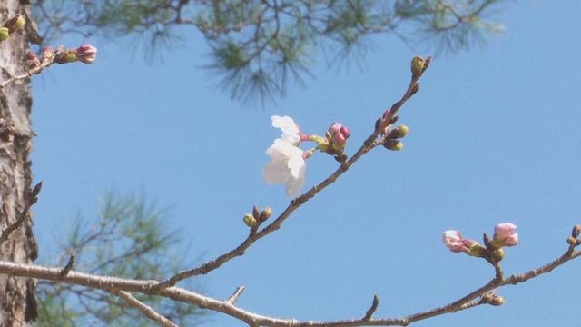 無綫新聞 TVB News