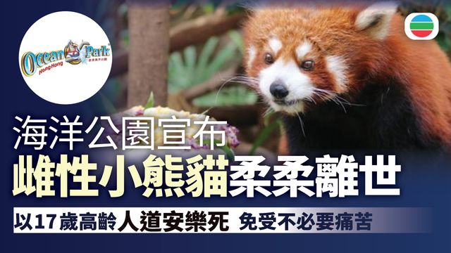 海洋公園雌性小熊貓柔柔離世