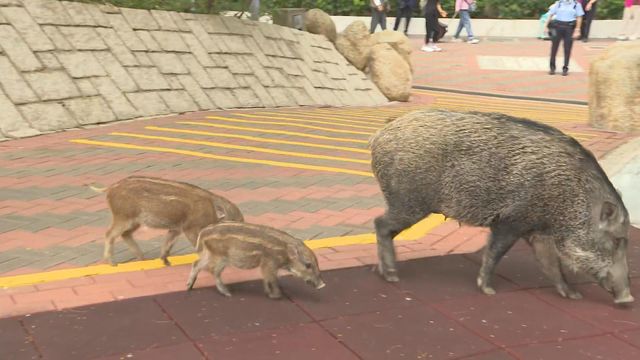 遇到野豬應如何處理？有何措施可預防野豬滋擾？｜延伸閱讀