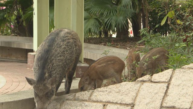 遇到野豬應如何處理？有何措施可預防野豬滋擾？｜延伸閱讀