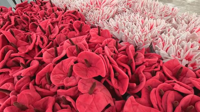 無綫新聞 TVB News