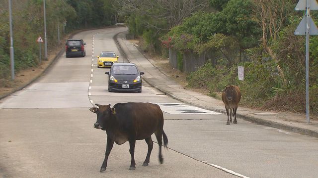 駕駛時一旦撞到動物　司機應如何處理？｜延伸閱讀