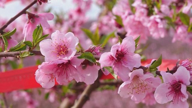 無綫新聞 TVB News