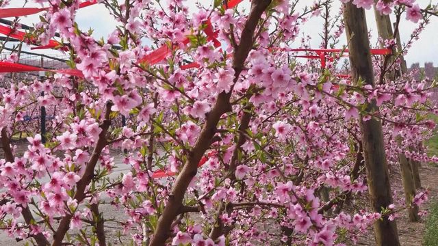 無綫新聞 TVB News