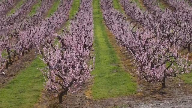 無綫新聞 TVB News