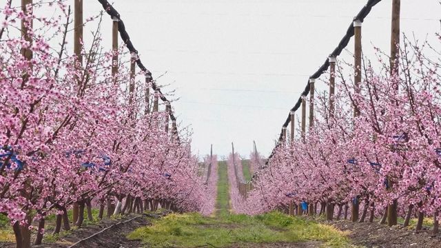 無綫新聞 TVB News